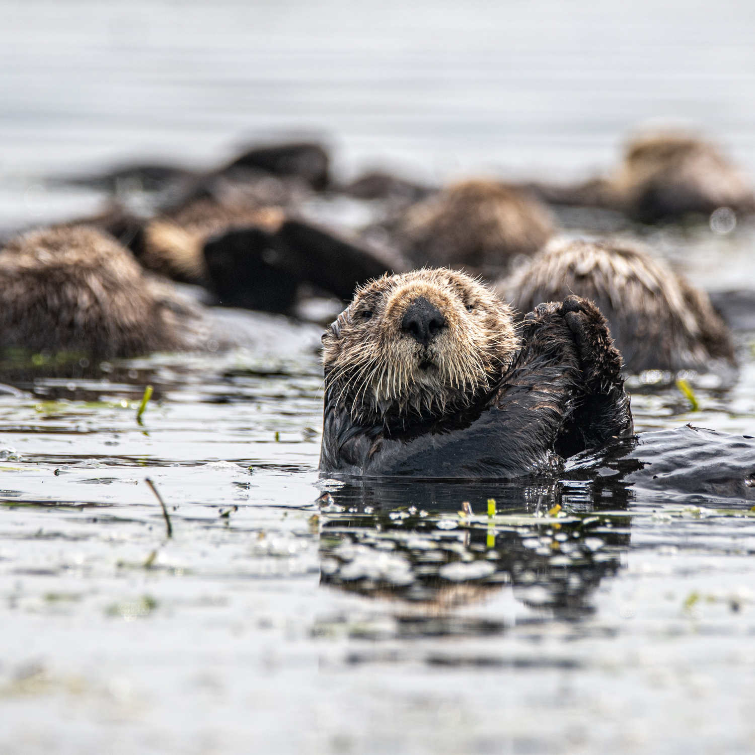 Which mammal has the thickest fur? - The Explorers