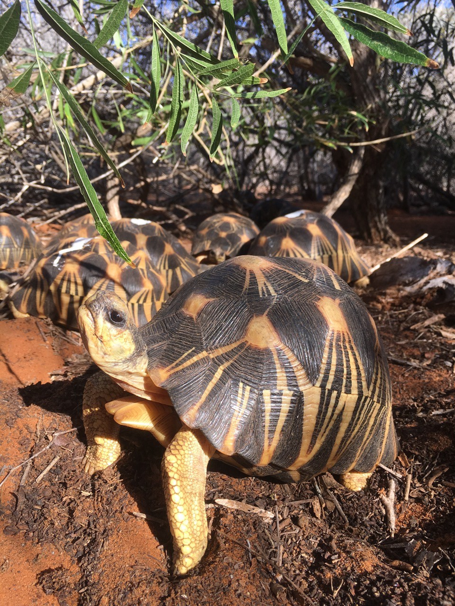 Soptom protects the radiated tortoises in Madagascar