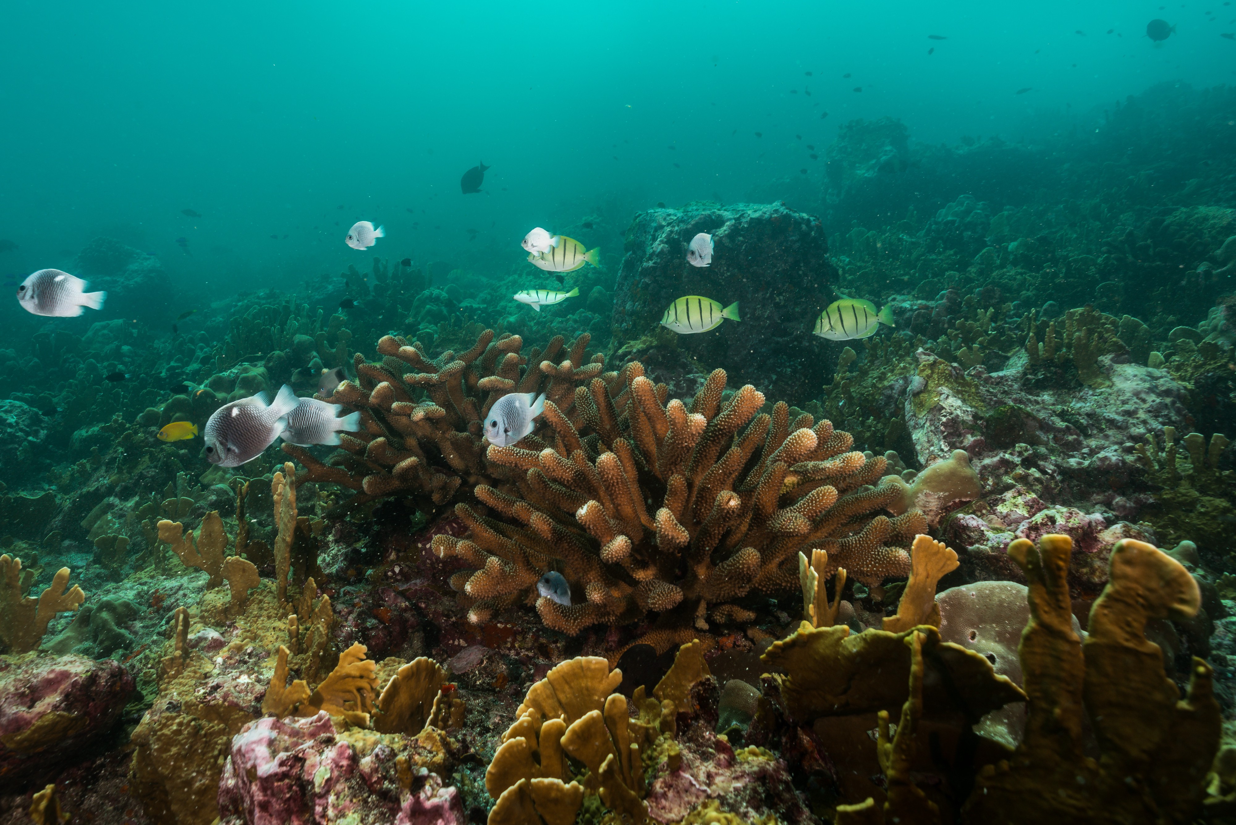 Corals, Adapted Habitats - The Explorers