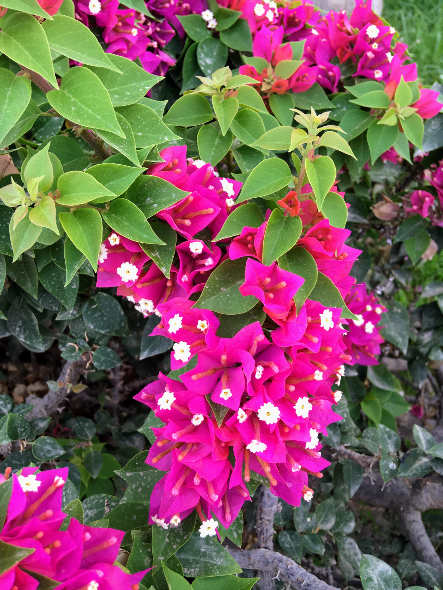 Buganvilla rosa (Bougainvillea spectabilis) The Explorers
