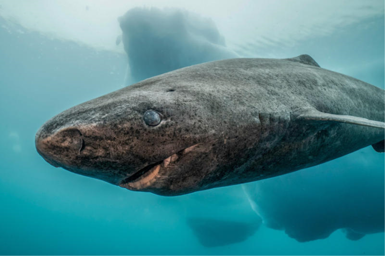 The oldest shark in the world - The Explorers