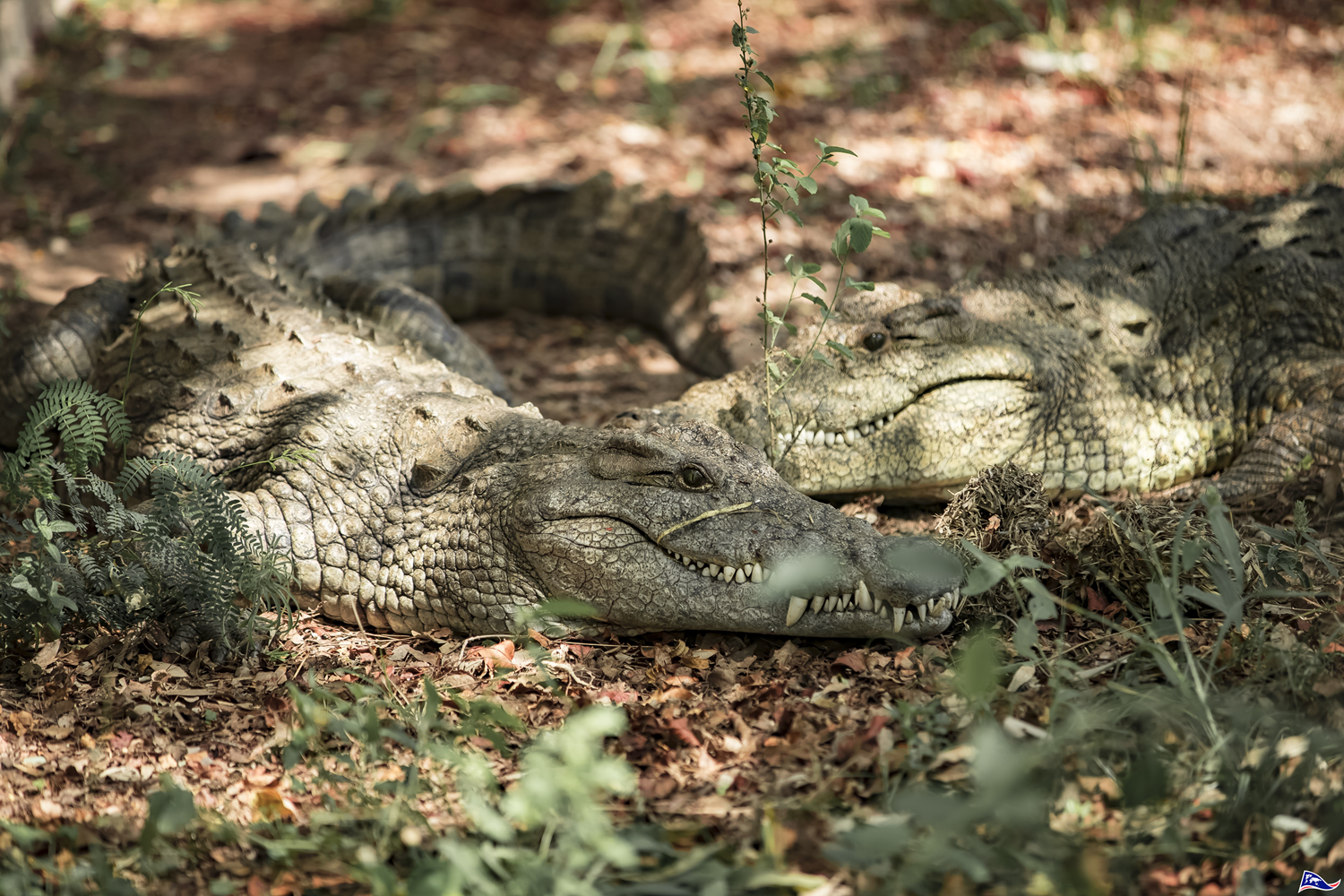 Nile crocodiles, webbed hind feet - The Explorers