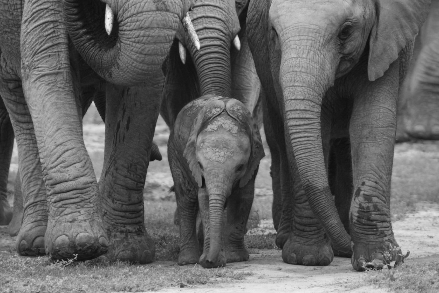 Baby elephant walking beside it's mom - The Explorers