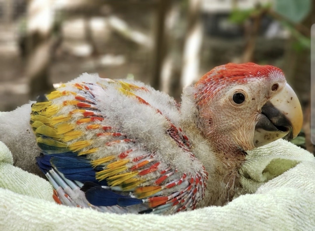 The Macaw Mountain and Bird Park Reserve protects the scarlet macaws in many territories of Honduras