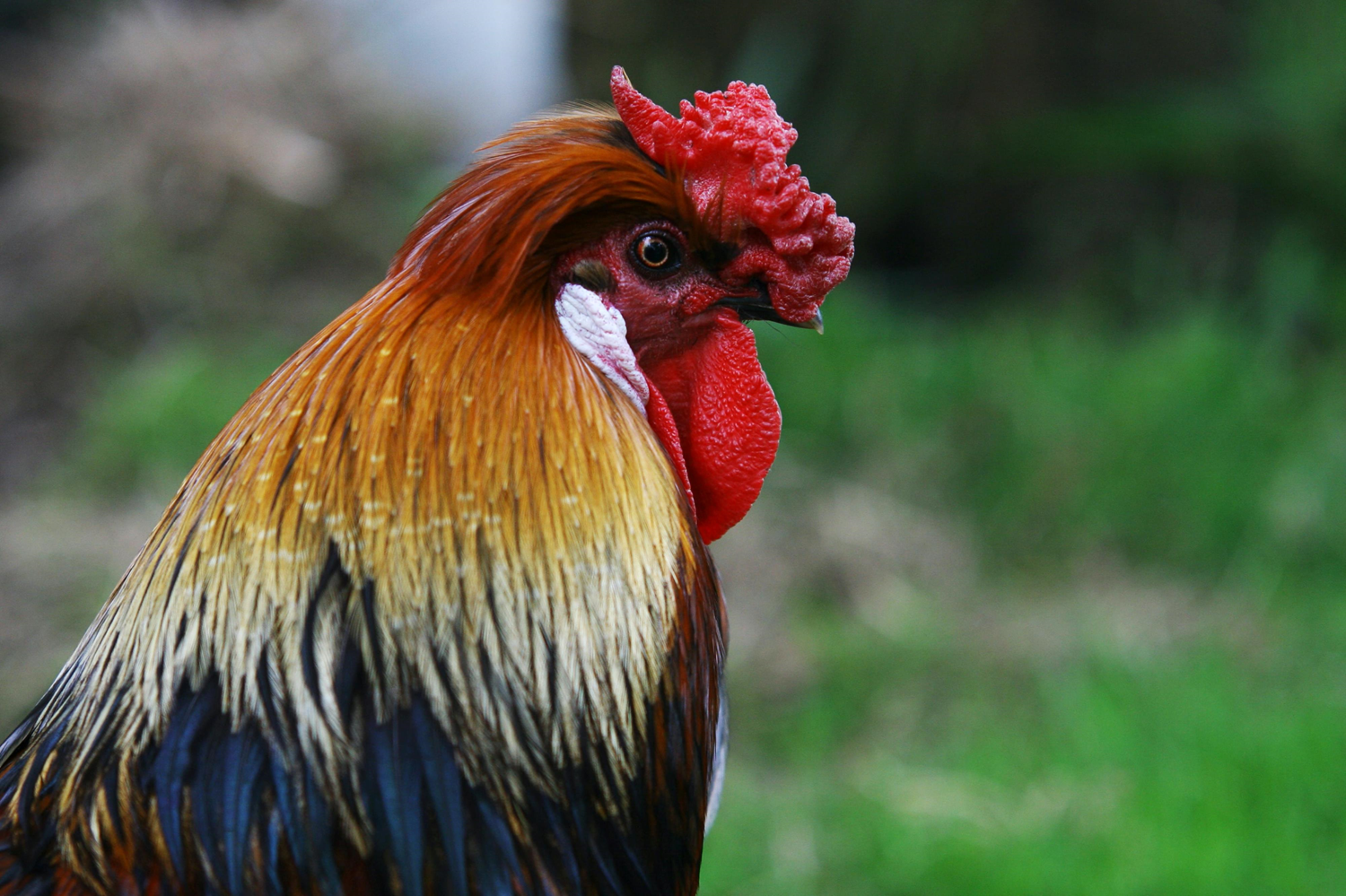 Why is the Gallic rooster the French national symbol? - The Explorers