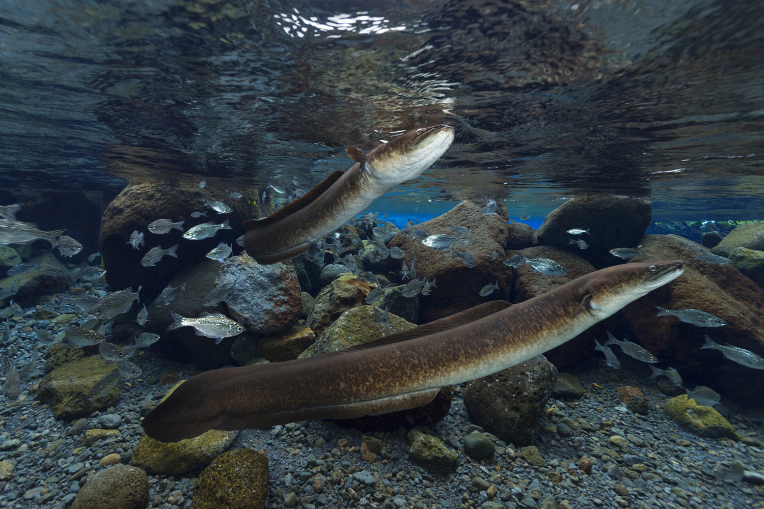 Puhi tari'a, the floppy-eared eel of Polynesia by The Explorers