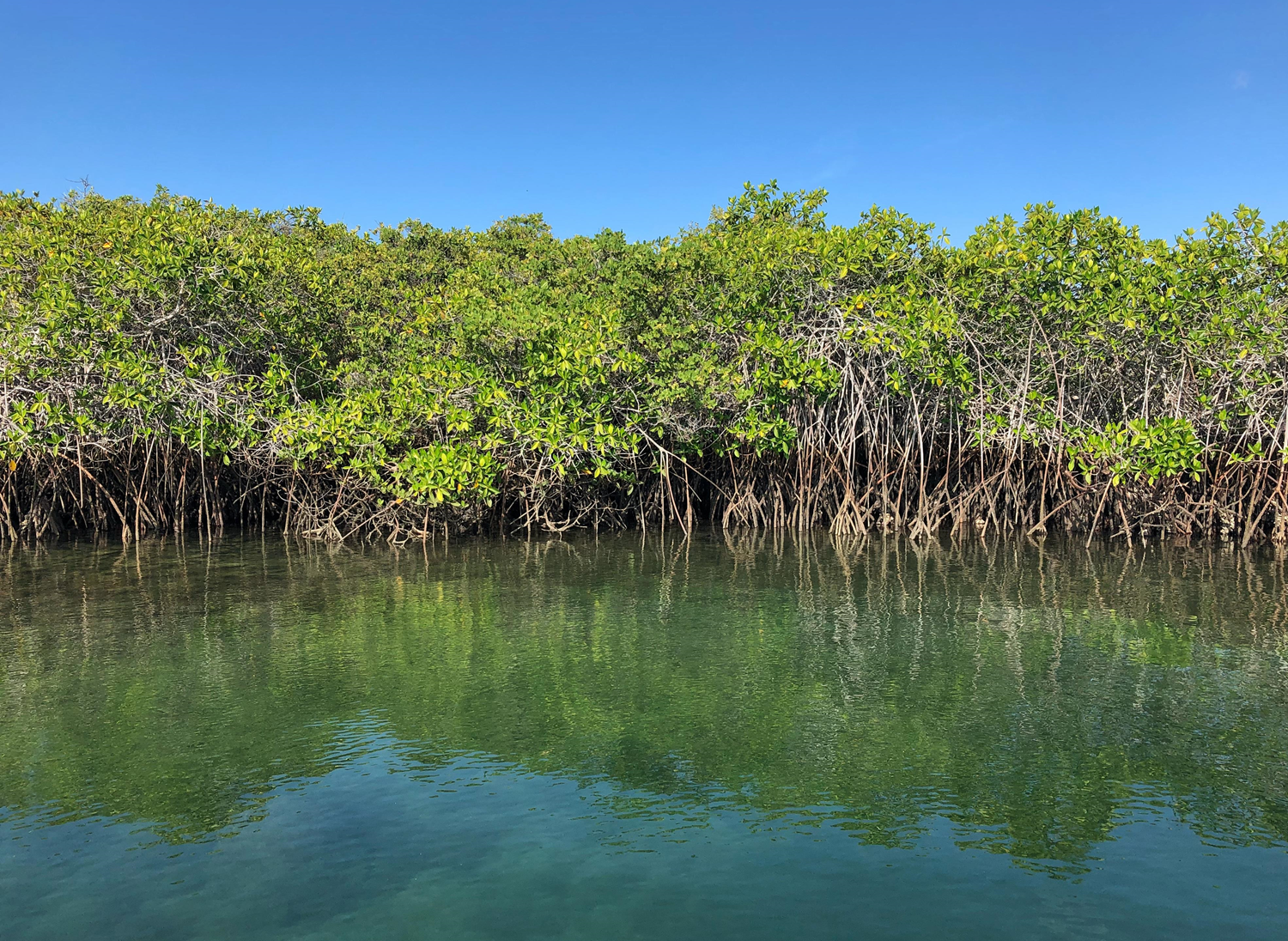 Qu'est-ce-qu'une Mangrove ? - The Explorers