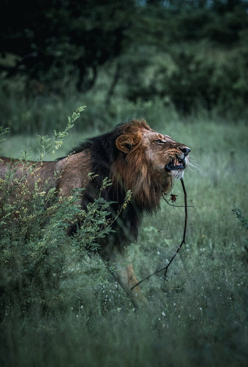 Valentin Pacaut The Explorers