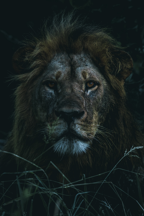 Valentin Pacaut The Explorers