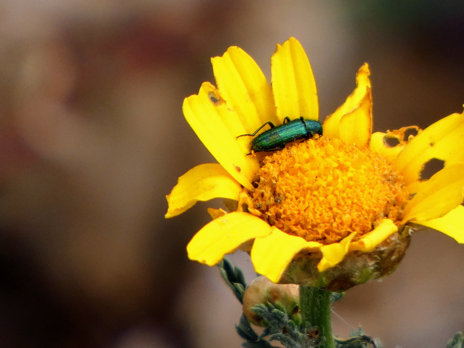 cantárida medicinal (lytta vesicatoria) The Explorers