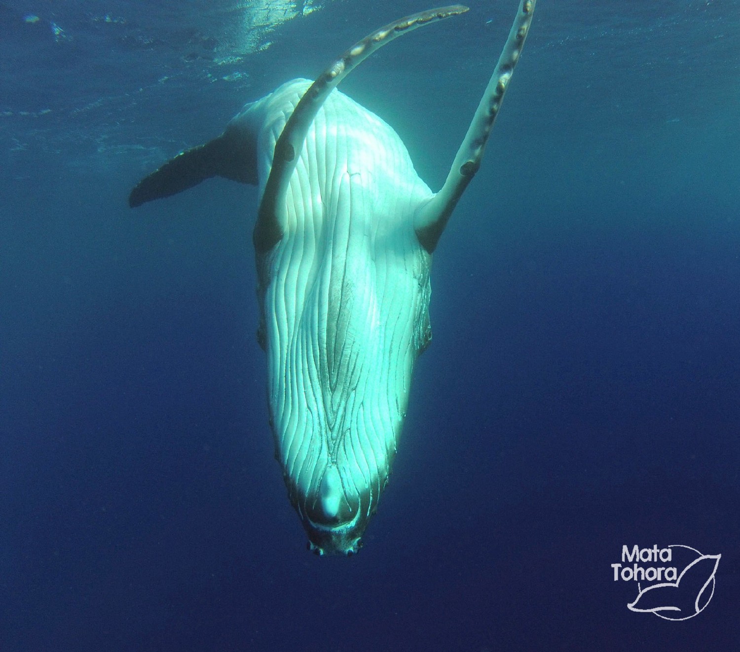 Mata Tohora agit en faveur de la protection des baleines à bosse en Polynésie en Polynésie française