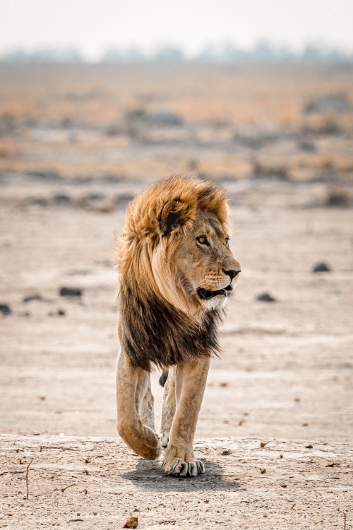 Valentin Pacaut The Explorers