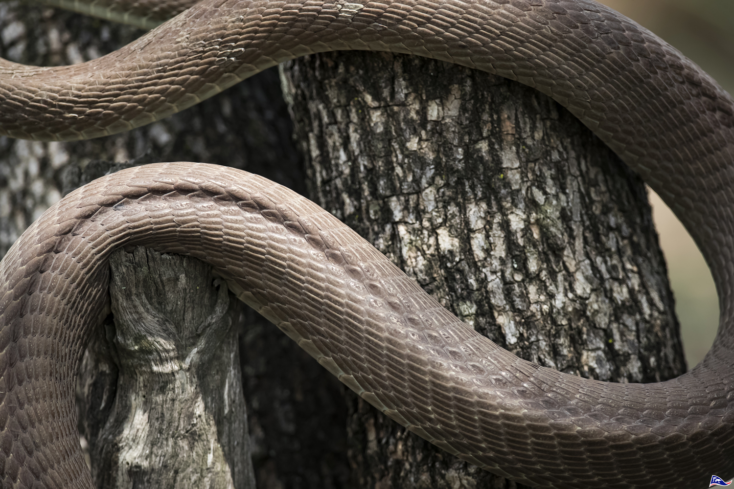 Black Mamba Snake Scales 22