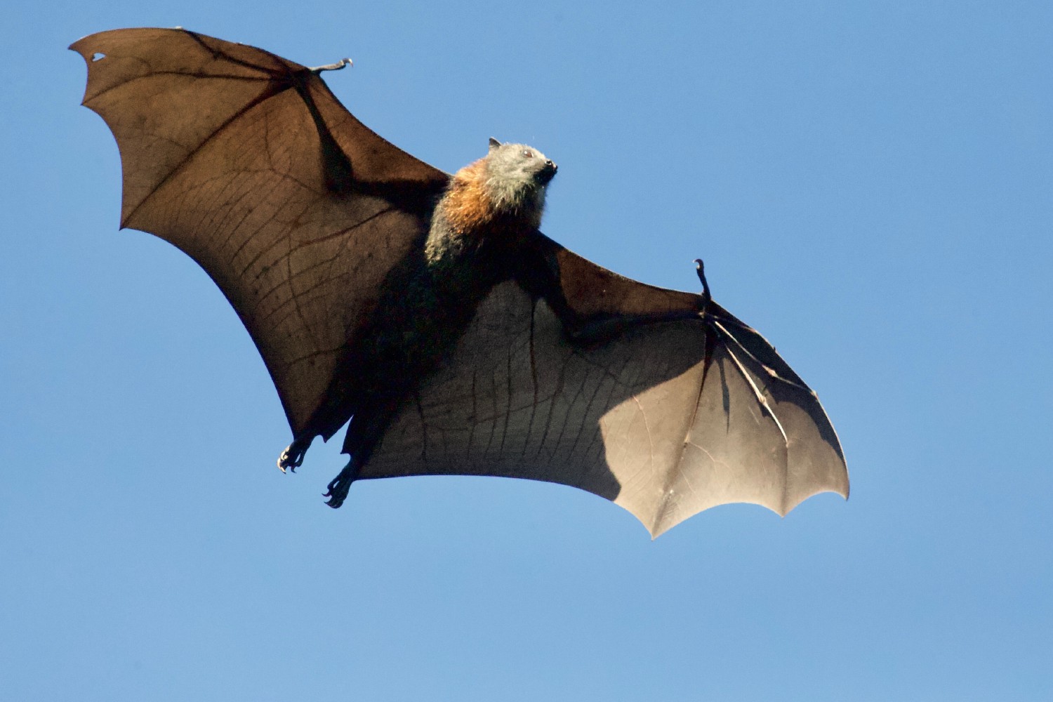 What makes bat a unique mammal? - The Explorers