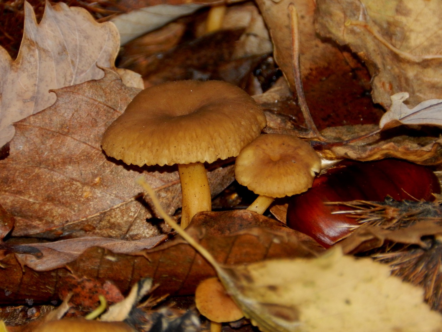 Chanterelle en tube by FELICIAGGI Christophe The Explorers