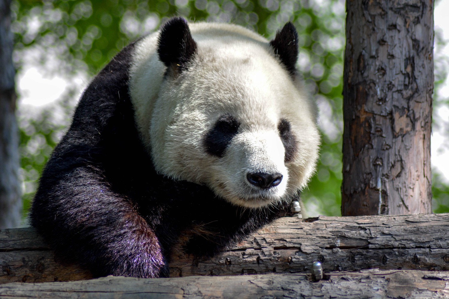 Is the giant panda herbivore or carnivore ? - The Explorers