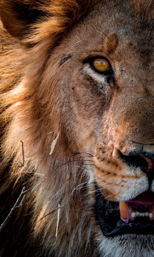 Valentin Pacaut The Explorers