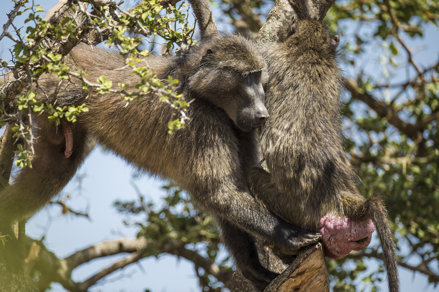 Reproduction of chacma baboons - The Explorers