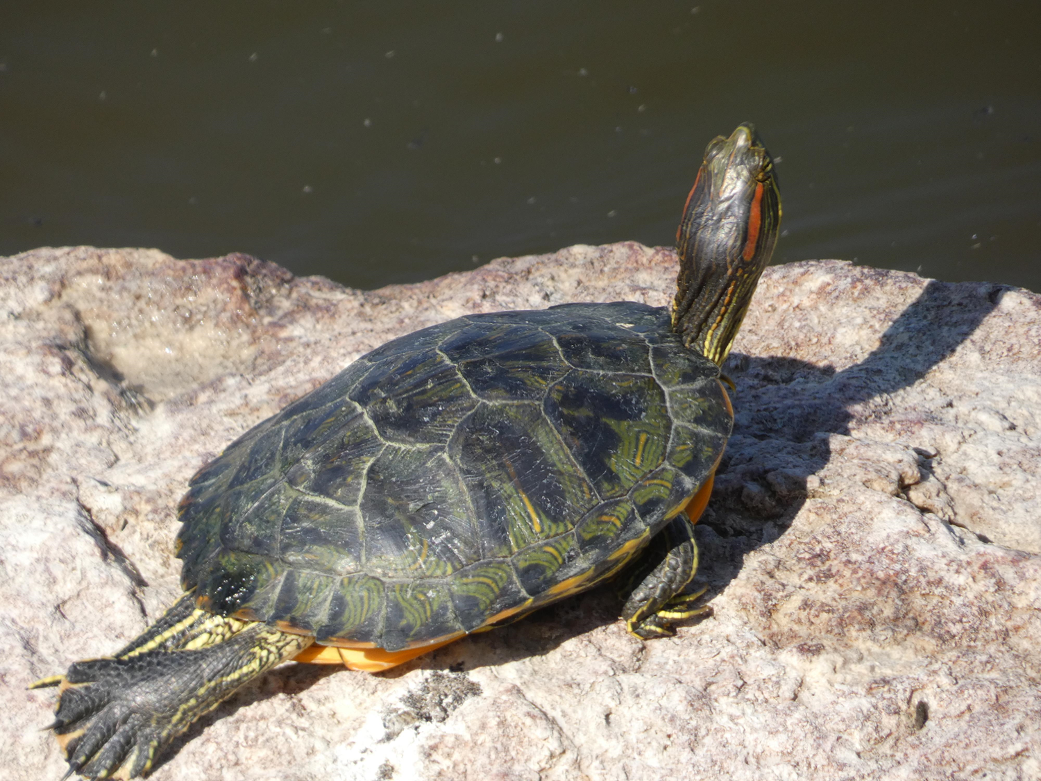 Jicotea elegante (Trachemys scripta elegans): Una amenaza para los ...