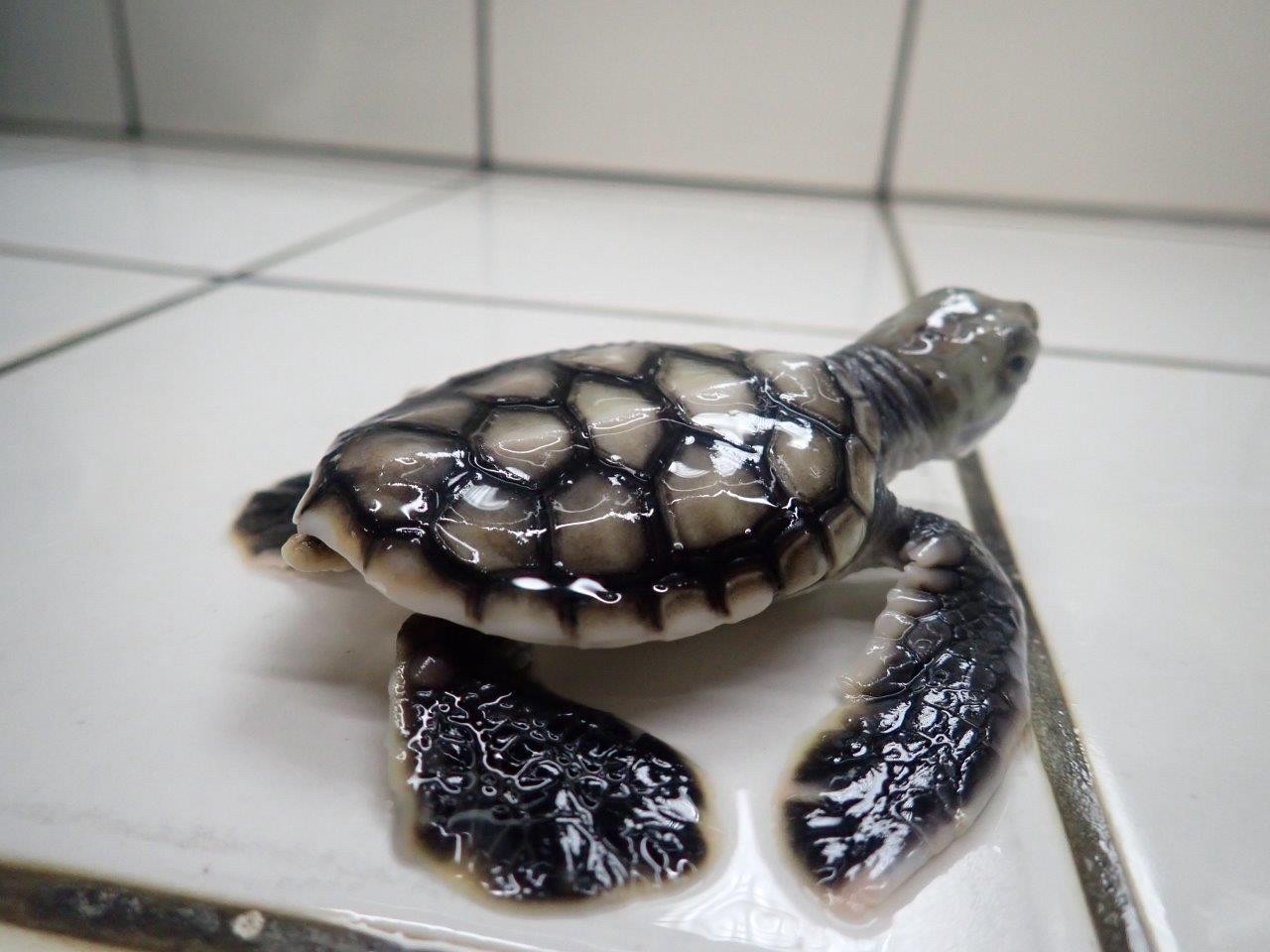 Te Mana O Te Moana oeuvre pour la sauvegarde des tortues marines en Polynésie française